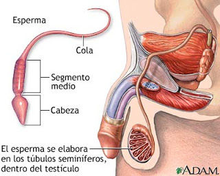 aparato reproductor masculino